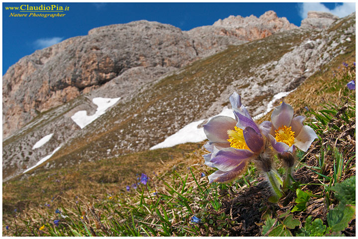 pulsatilla vernalis o anemone primaverile in val di fassa, fiori di montagna, alpini, dolomiti